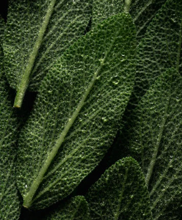 THALÉA Scalp Scrub - Gommage pour cuir chevelu 170ml / 5,75fl oz