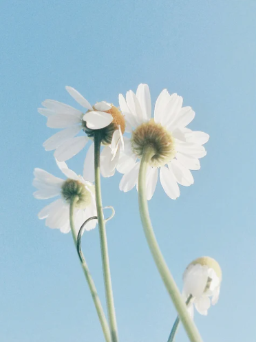 OPSIA Cleanser - Oil-milk for sensitive skin 150 ml / 5.07 fl oz