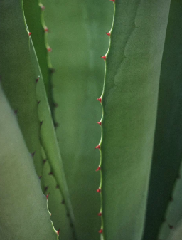 OPSIA Eye Serum - Retinol Alternative 30 ml / 1.01 fl oz