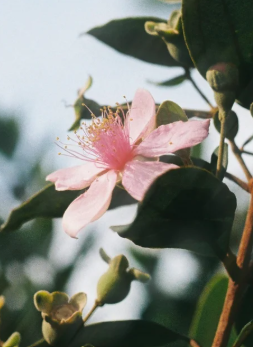 OPSIA Eye Serum - Retinol Alternative 30 ml / 1.01 fl oz